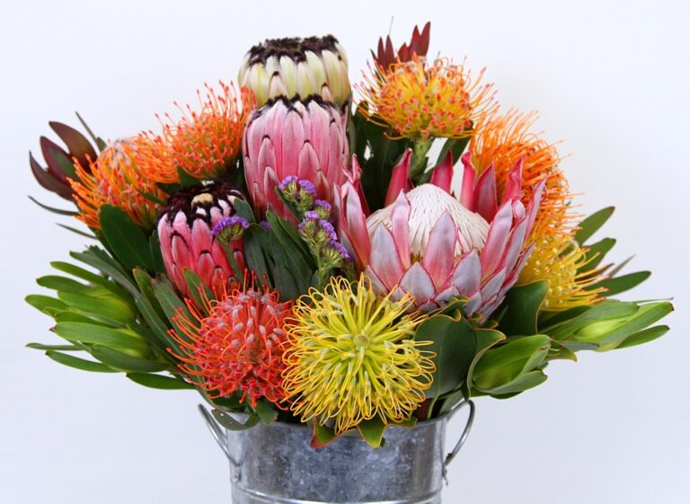 Know your flowers Protea (the great grandpa of flowers